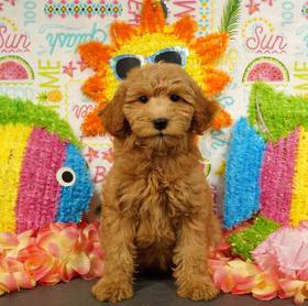 Mini Whoodle