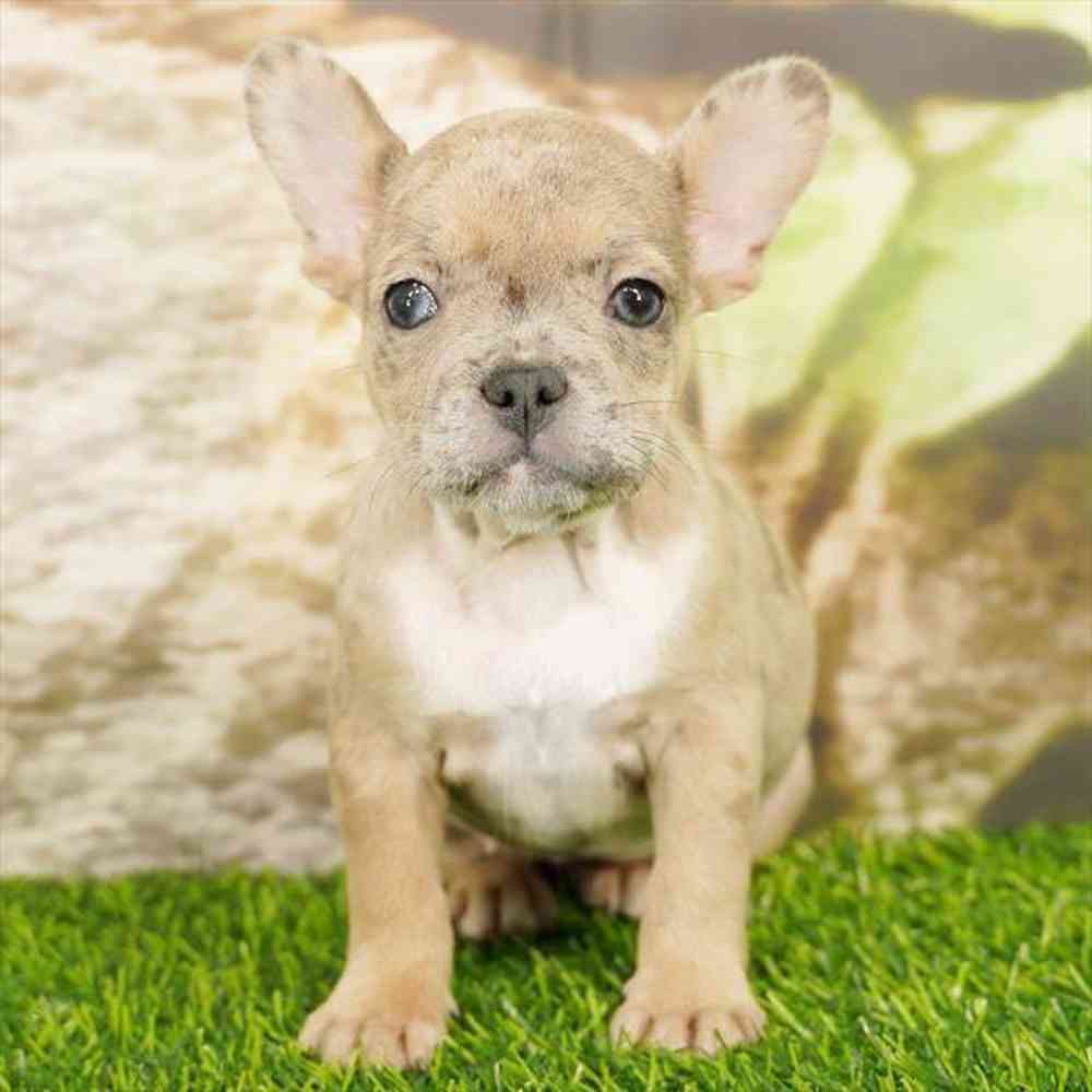 Image of a pet breed in the gallery