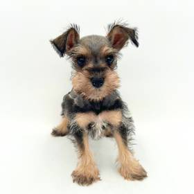 Mini Schnauzer