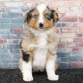 Mini Australian Shepherd