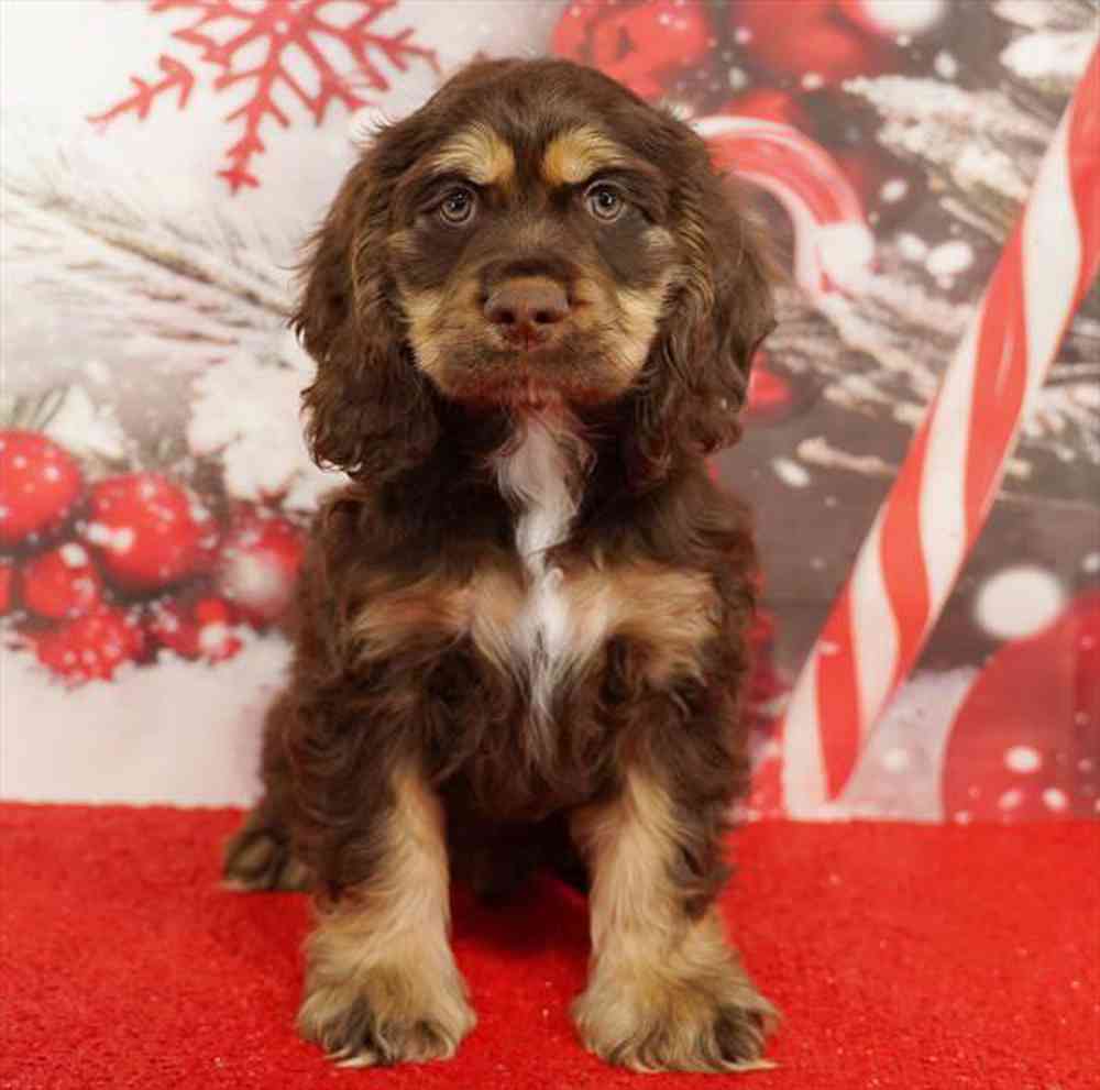 Image of a pet breed in the gallery