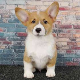 Pembroke Welsh Corgi