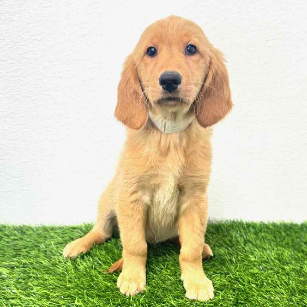 Image of a pet breed in the gallery