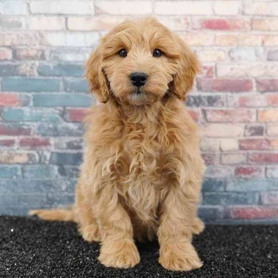 2nd Gen Mini Goldendoodle