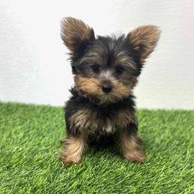 Yorkie