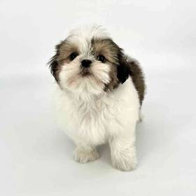 Shih Tzu