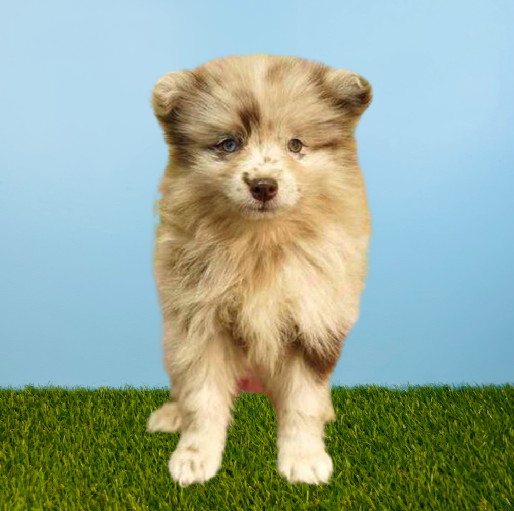 Male Pomsky Puppy for Sale in Tolleson, AZ
