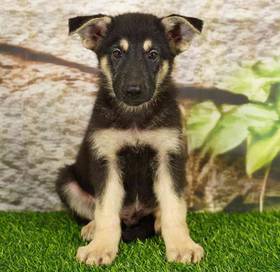 German Shepherd