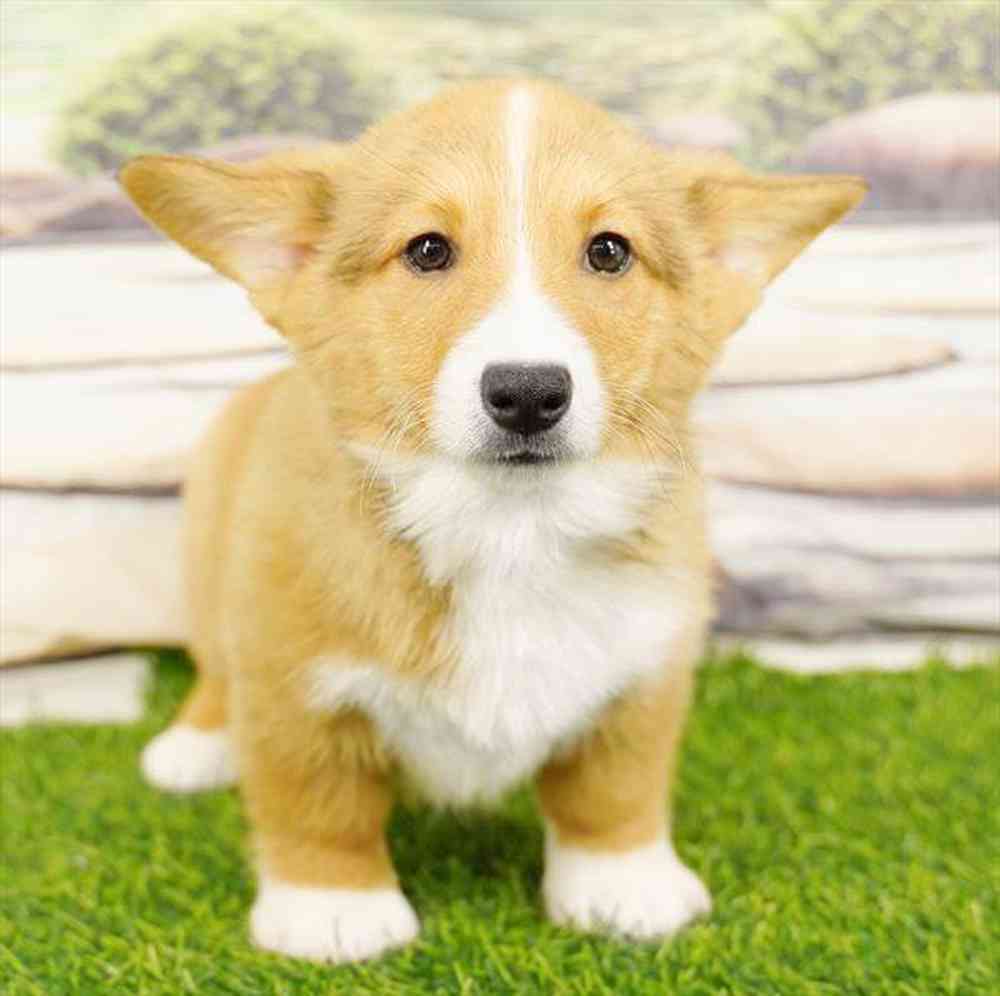 Image of a pet breed in the gallery