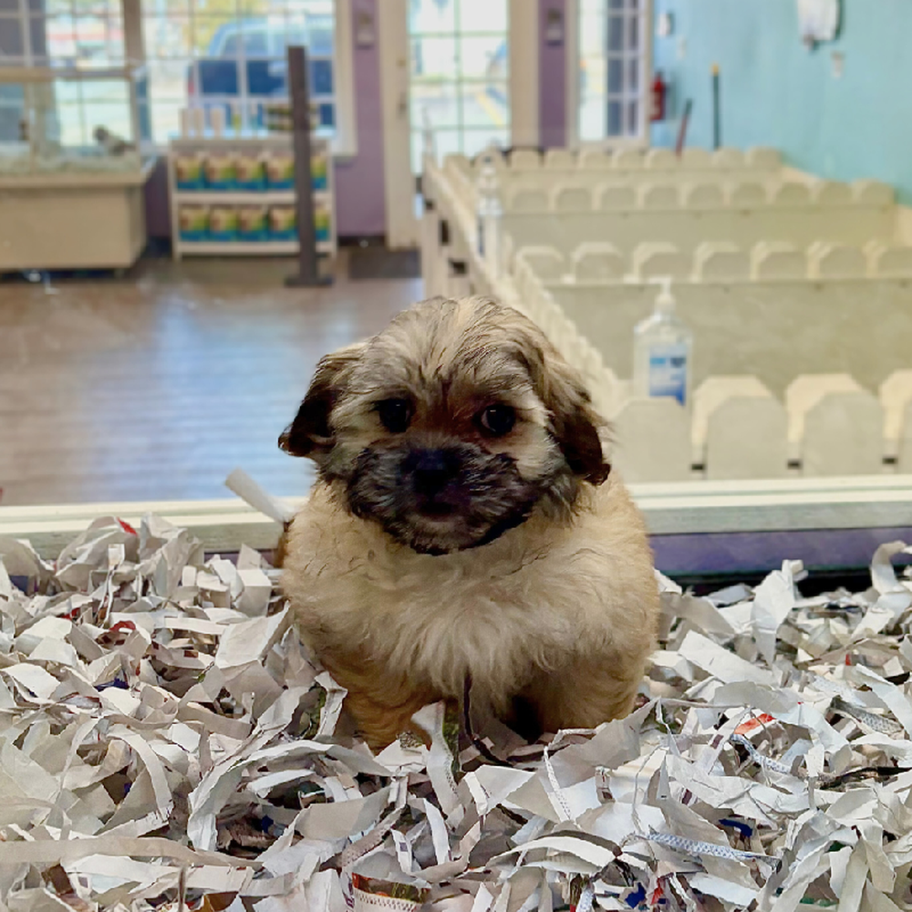 Image of a pet breed in the gallery
