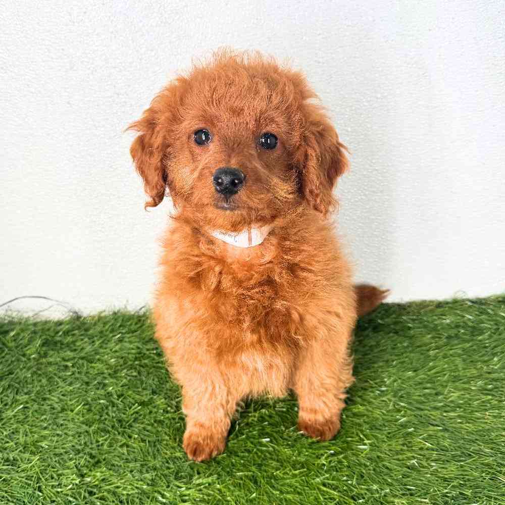 Image of a pet breed in the gallery
