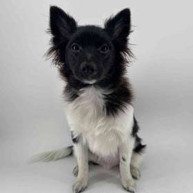 Pomeranian