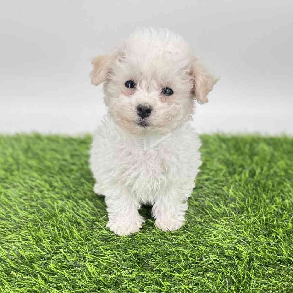 Image of a pet breed in the gallery