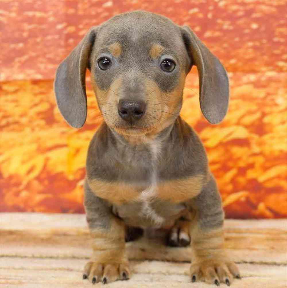 Image of a pet breed in the gallery