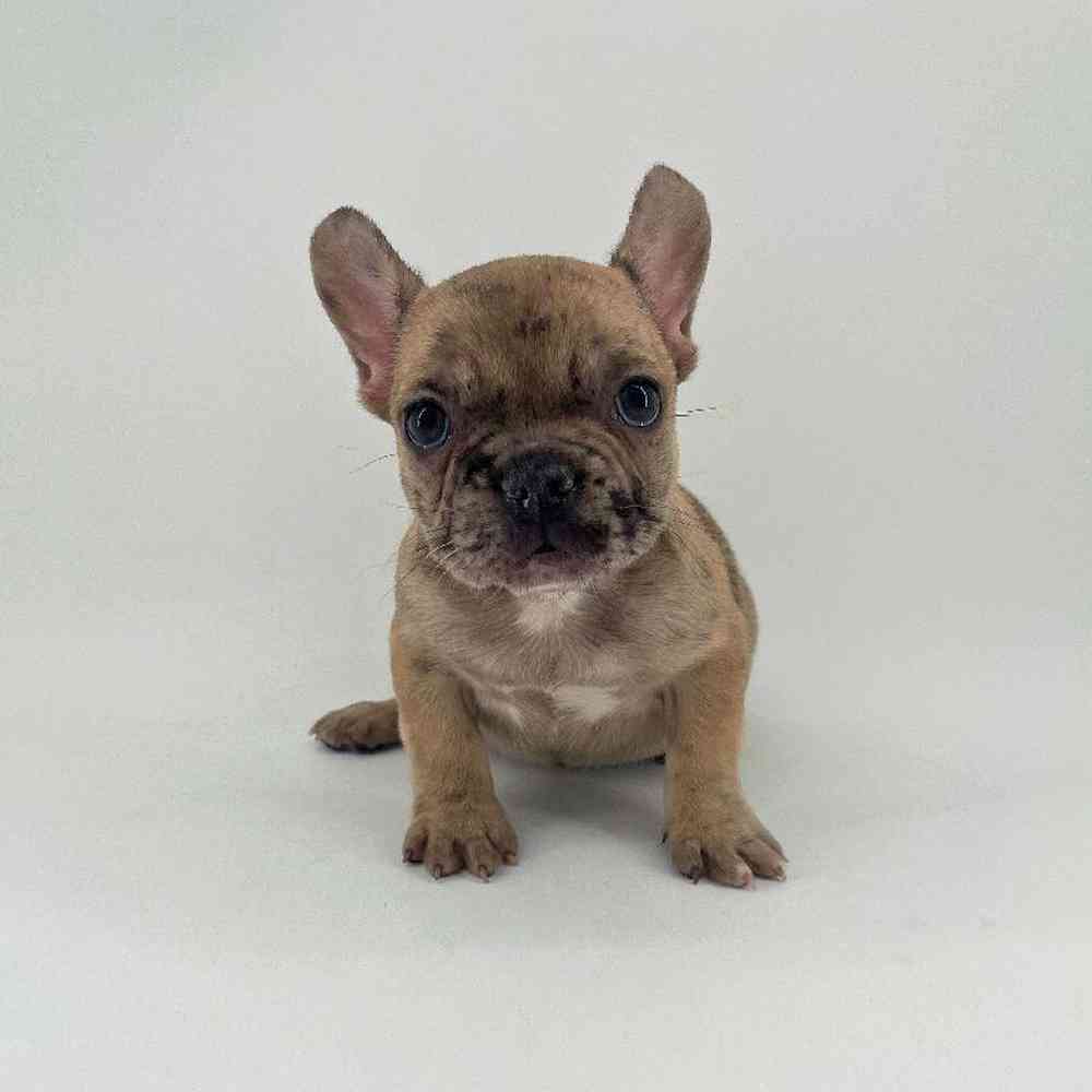 Image of a pet breed in the gallery