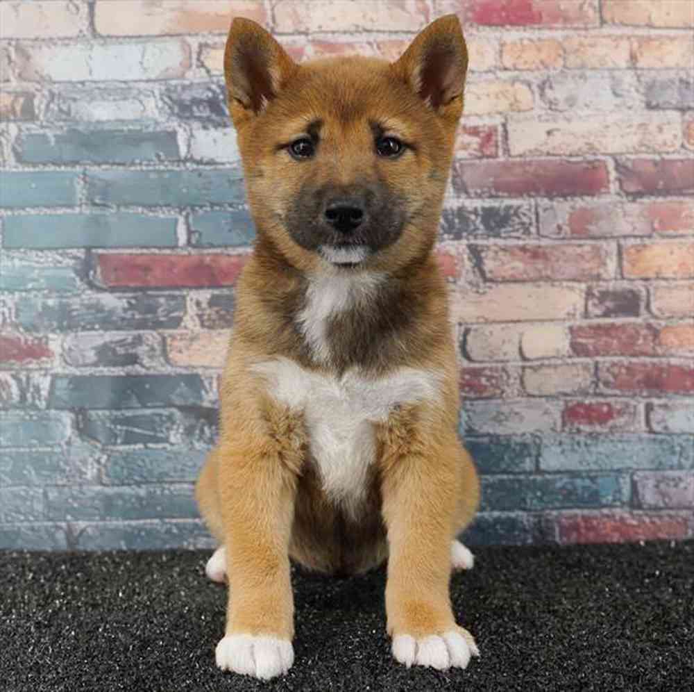 Image of a pet breed in the gallery