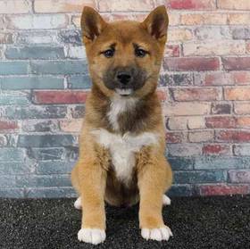 Shiba Inu