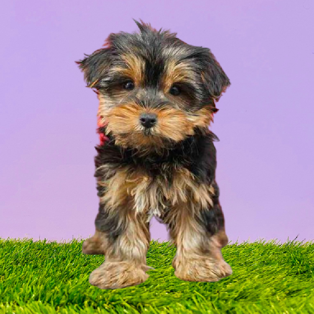carousel pet images