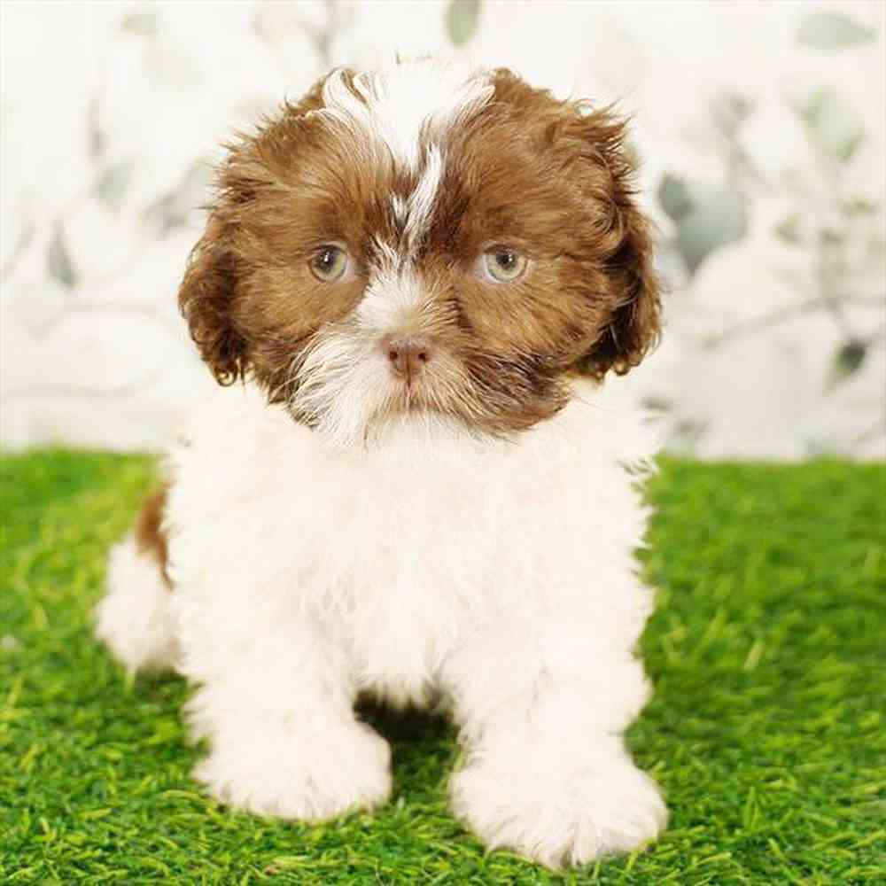 pet breed image