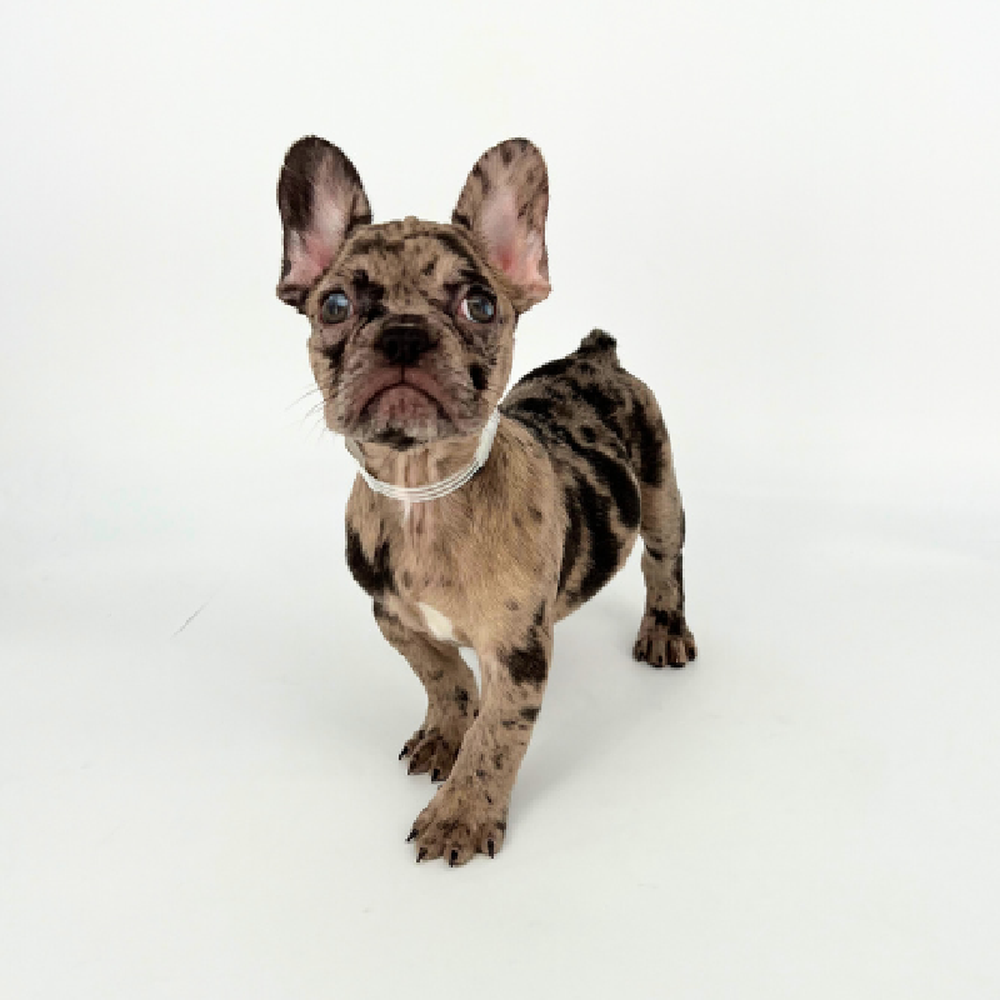 carousel pet images