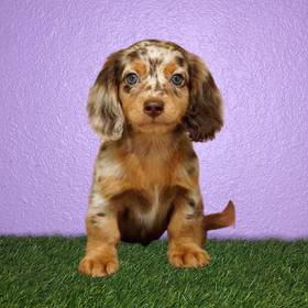Dachshund