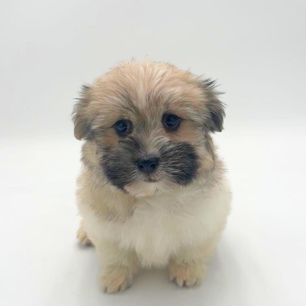 Image of a pet breed in the gallery