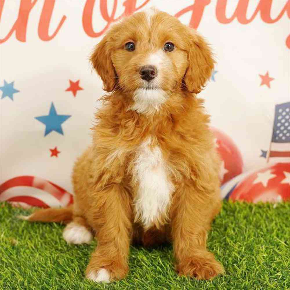 Image of a pet breed in the gallery