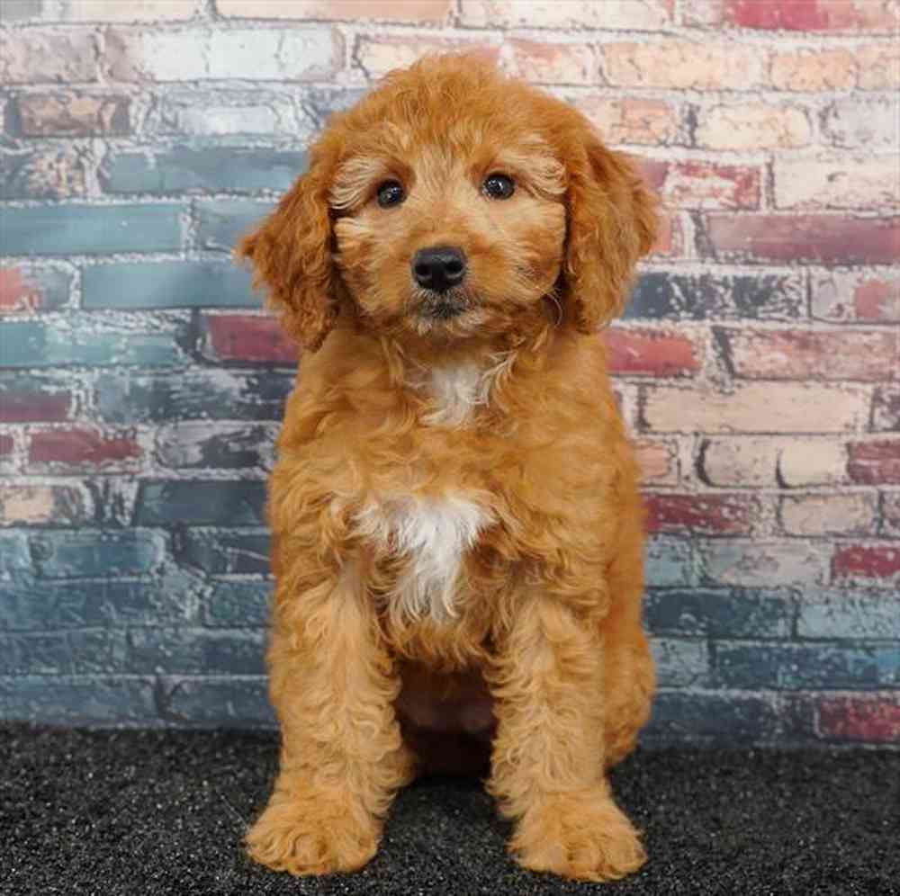 Image of a pet breed in the gallery