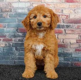 2nd Gen Mini Goldendoodle