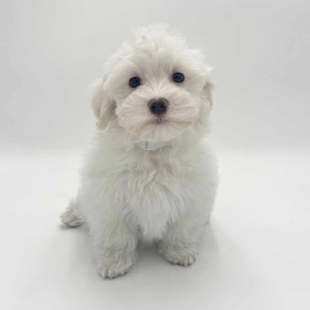 Image of a pet breed in the gallery