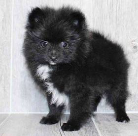 Pomeranian
