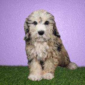 Shizapoo