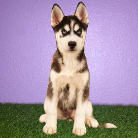 Siberian Husky