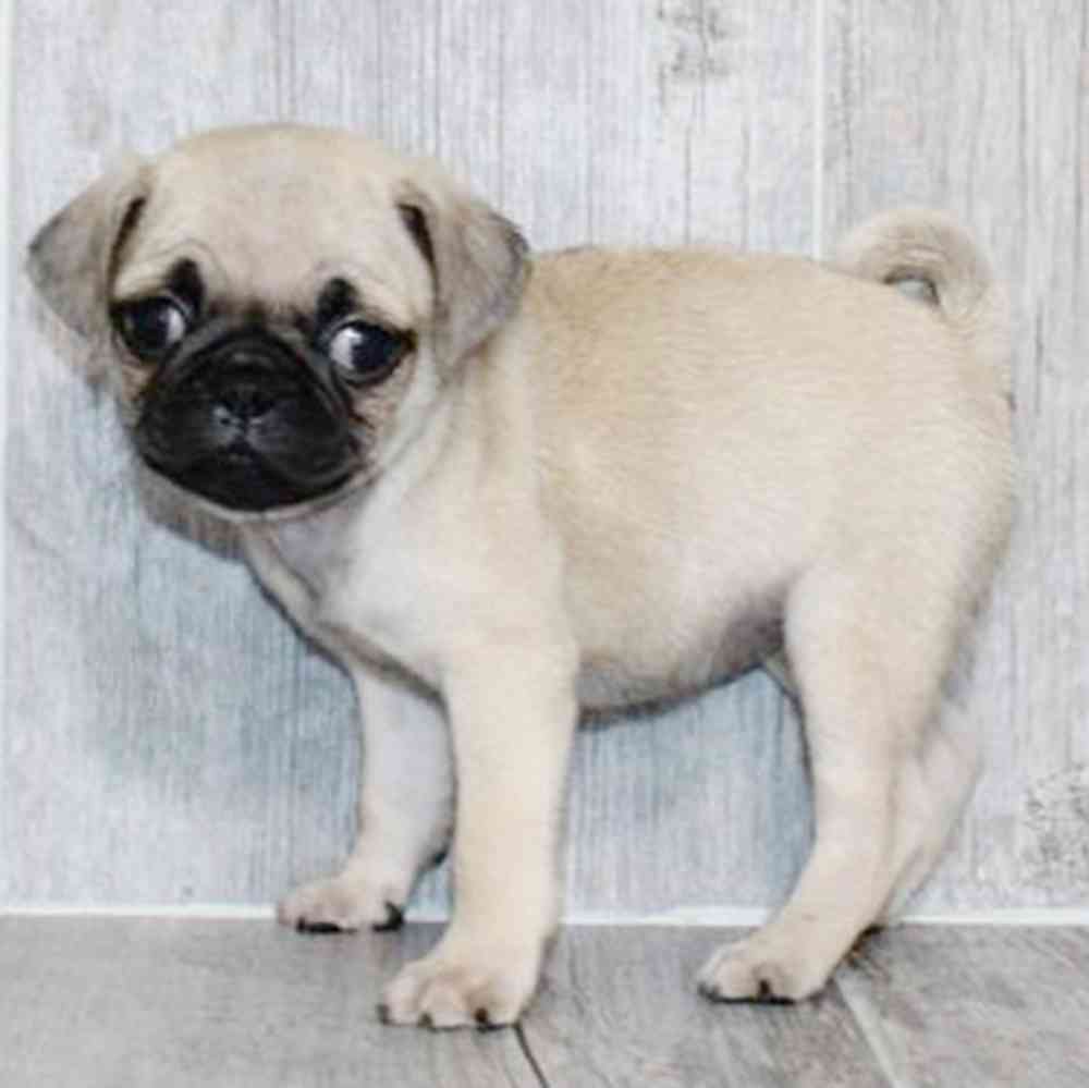 pet breed image