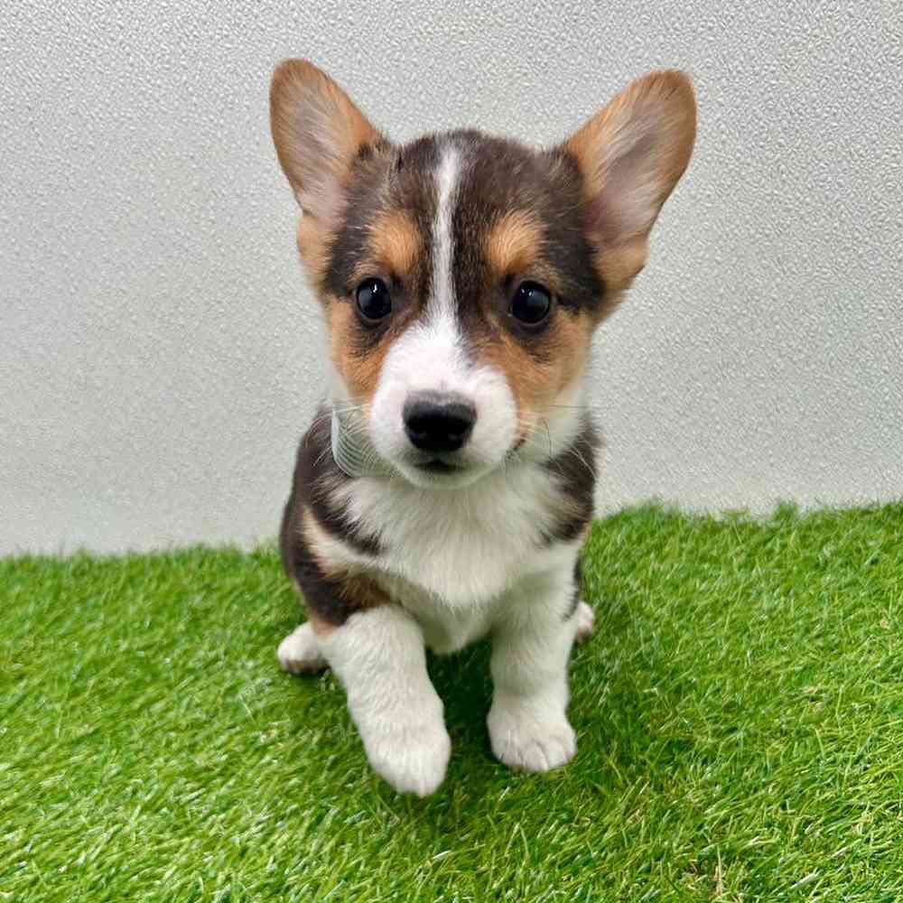 Image of a pet breed in the gallery