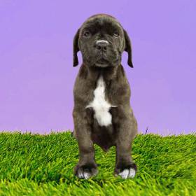 Neopolitan Mastiff