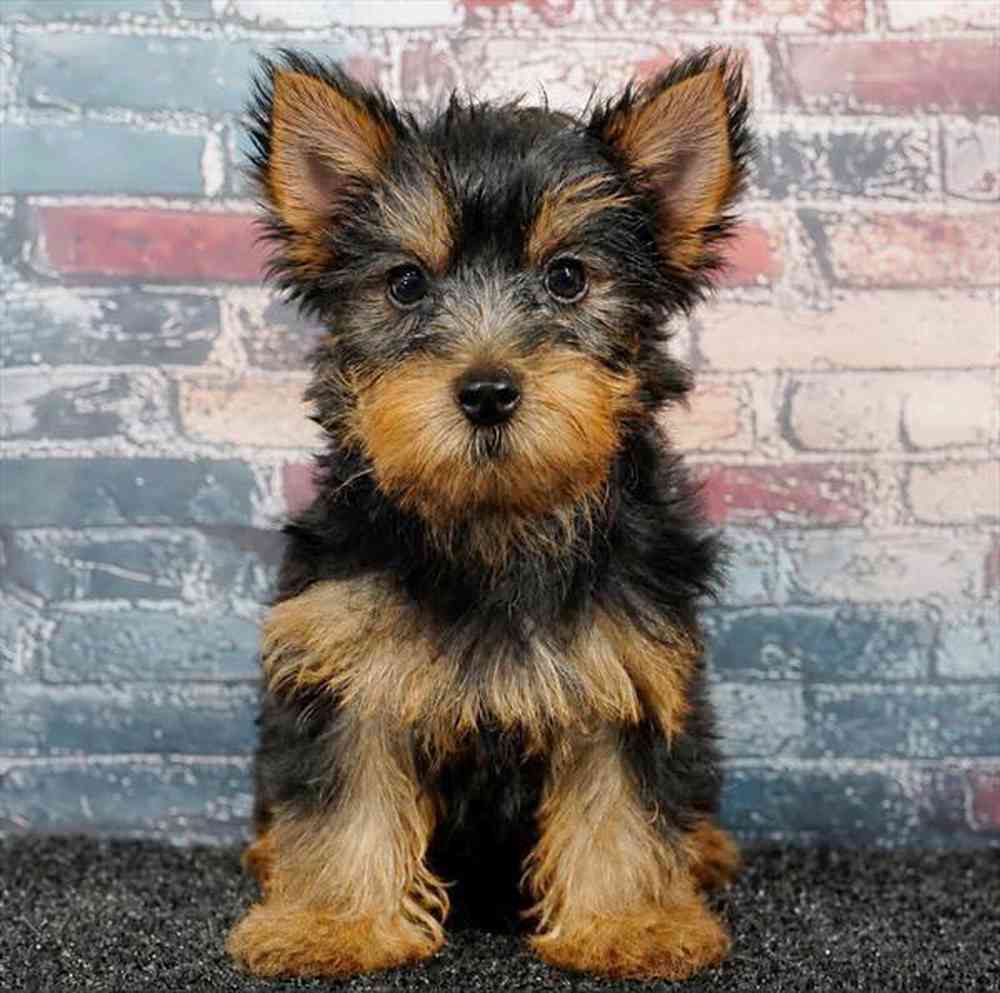 Image of a pet breed in the gallery