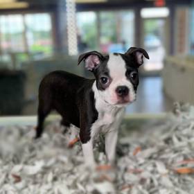 Boston Terrier
