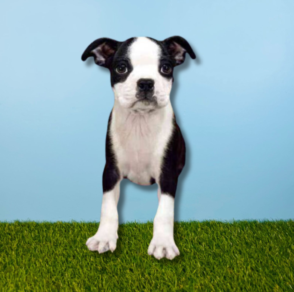 Male Boston Terrier Puppy for Sale in Tolleson, AZ