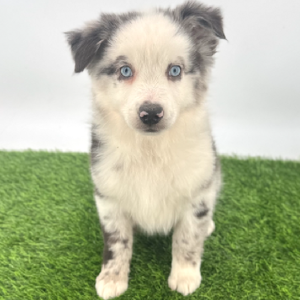 carousel pet images
