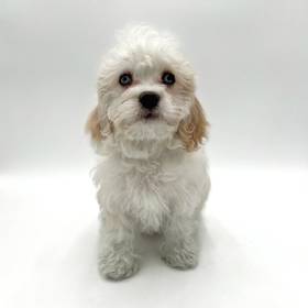 Cavachon