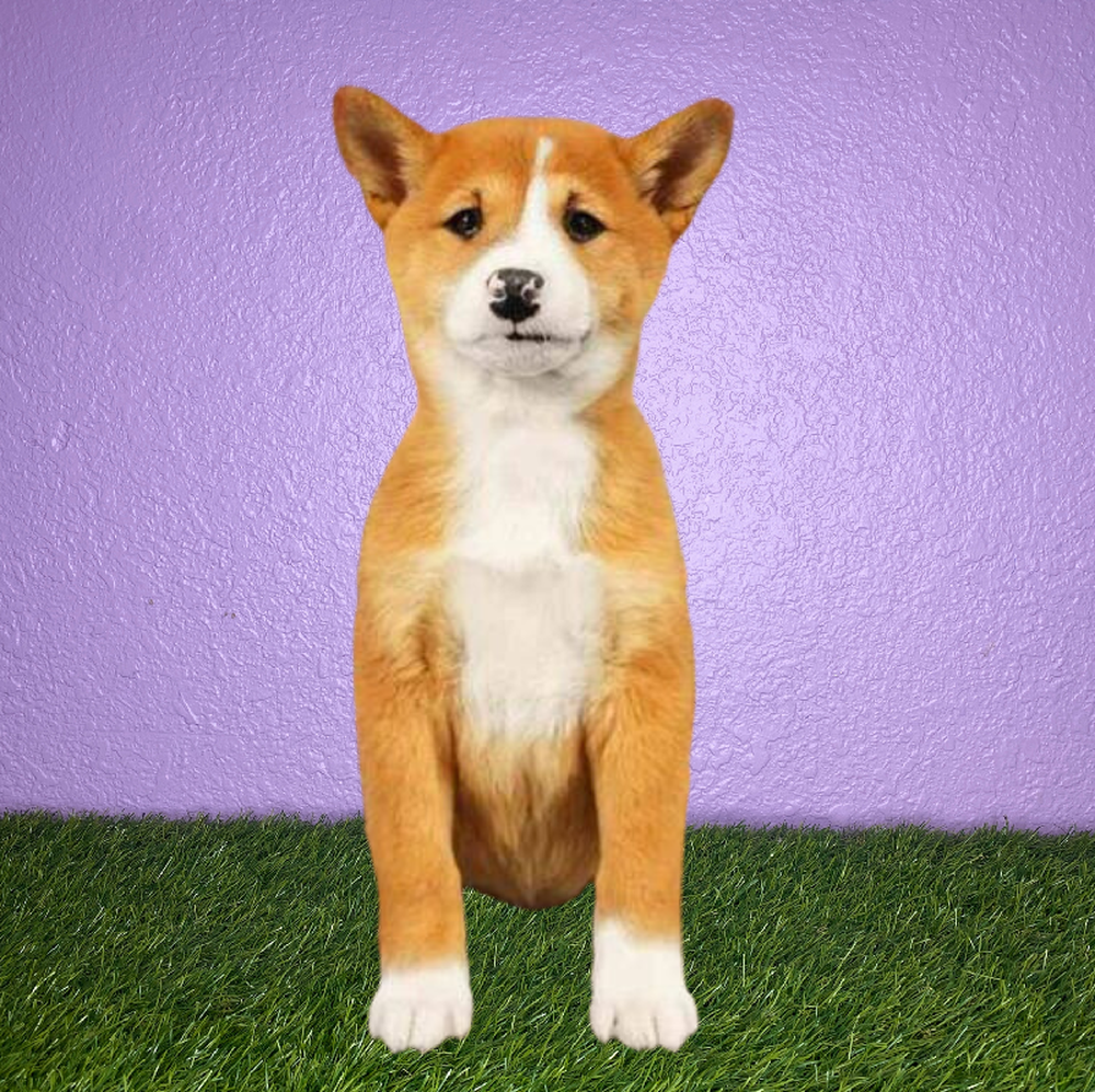 carousel pet images