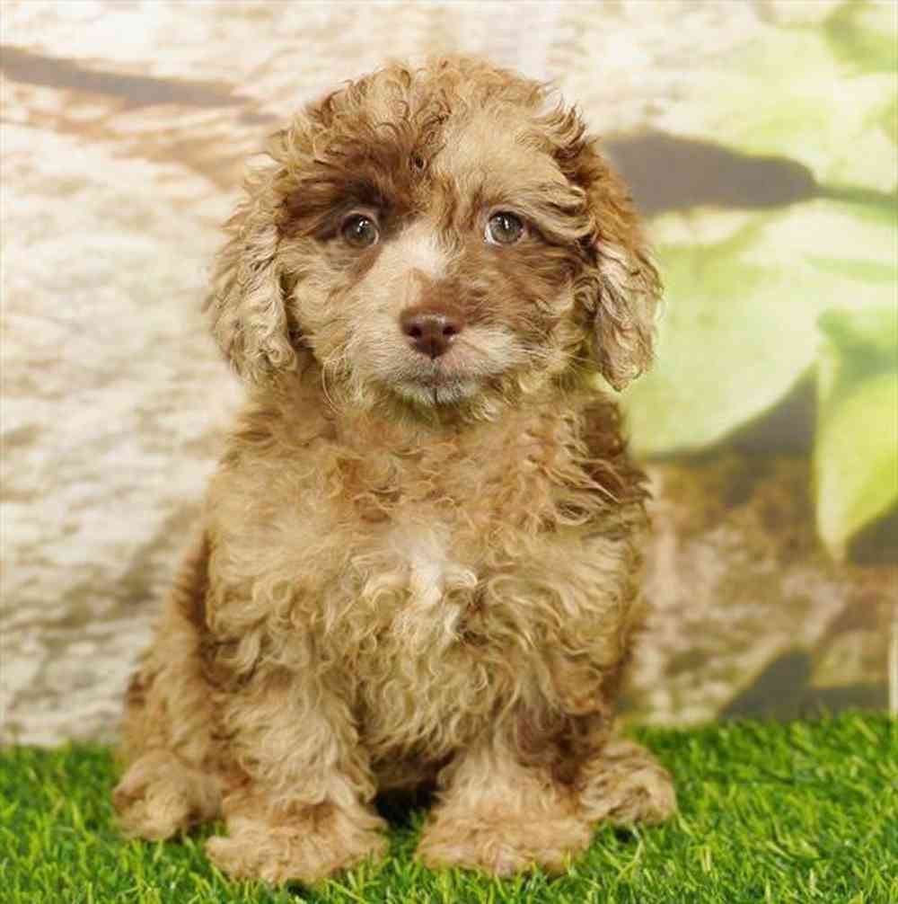 Image of a pet breed in the gallery