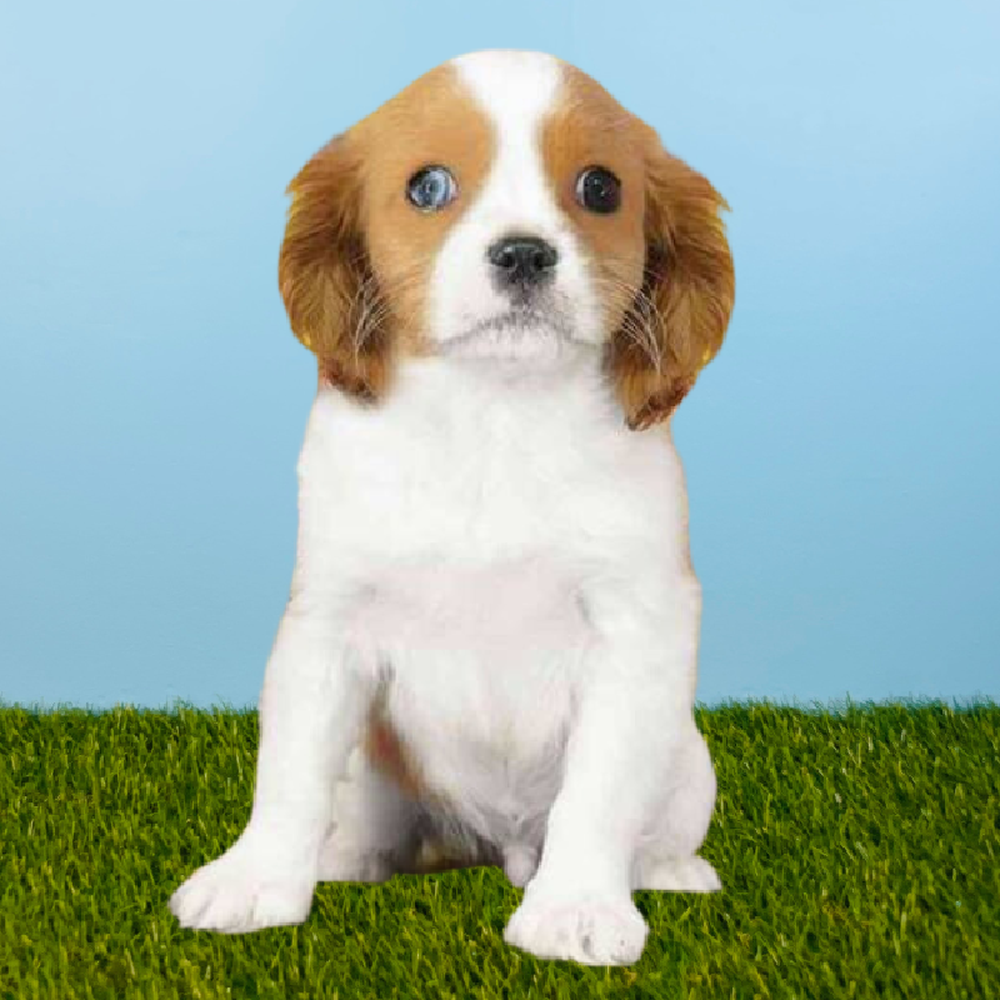 Male Cavalier King Charles Spaniel Puppy for Sale in Pasadena, TX