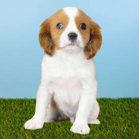 Cavalier King Charles Spaniel