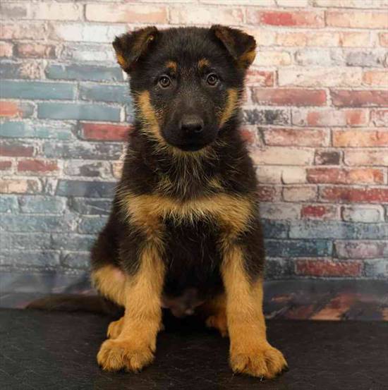 German Shepherd