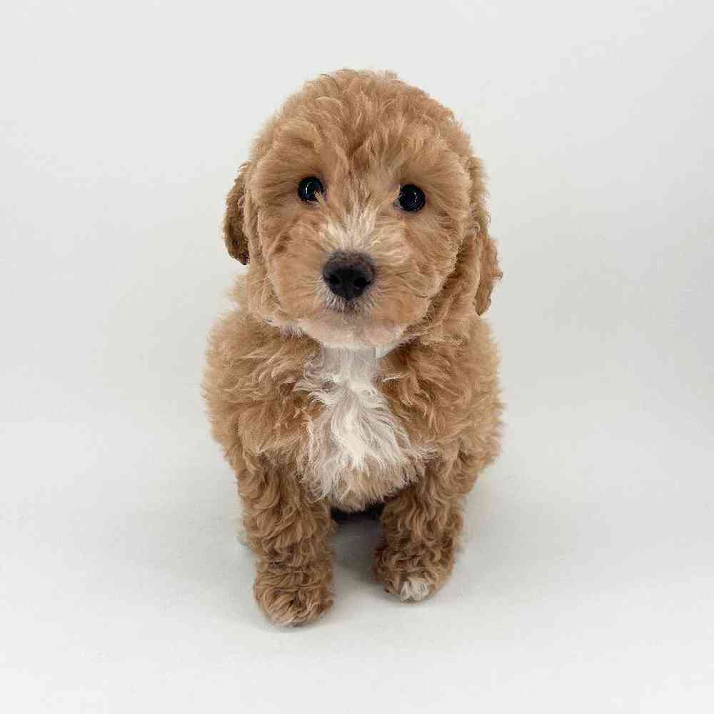 pet breed image
