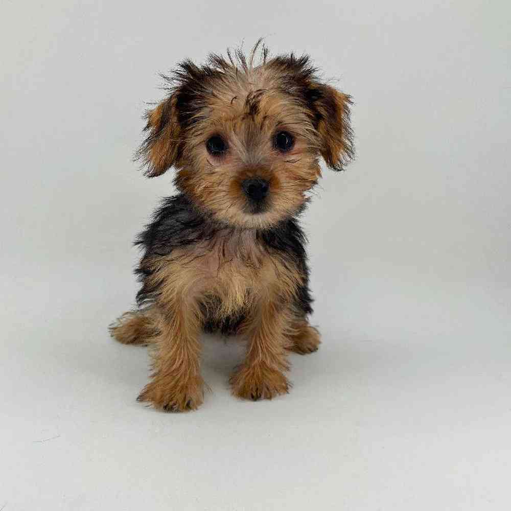 pet breed image