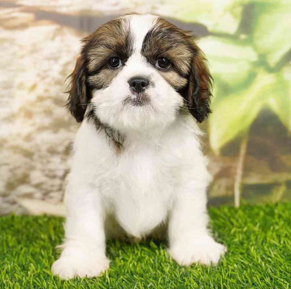 pet breed image