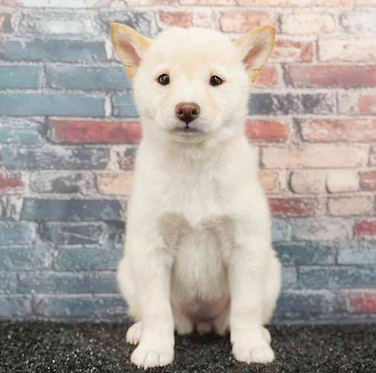 Shiba Inu